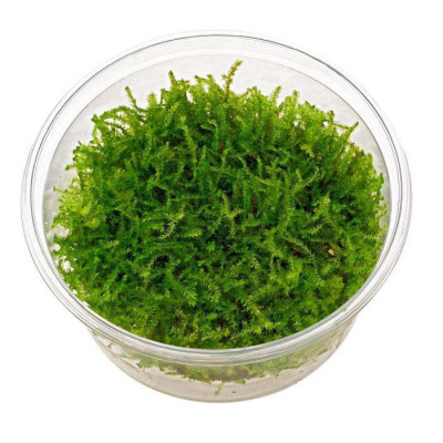 Мох Рождественский (меристемное растение), ф60х40 мм